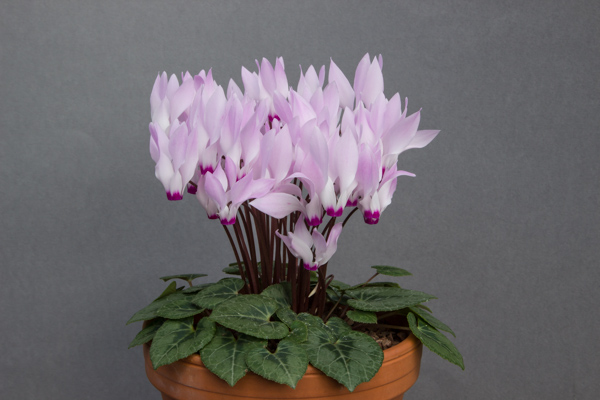 Cyclamen persicum